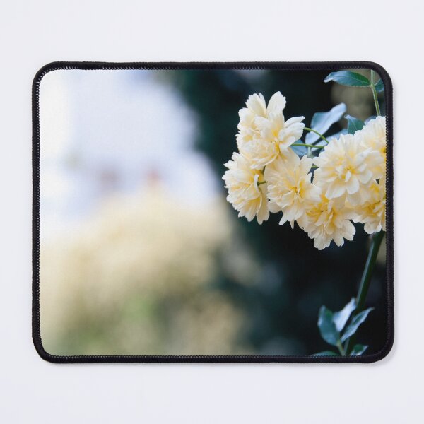 Rosa banksiae bloom Mouse Pad