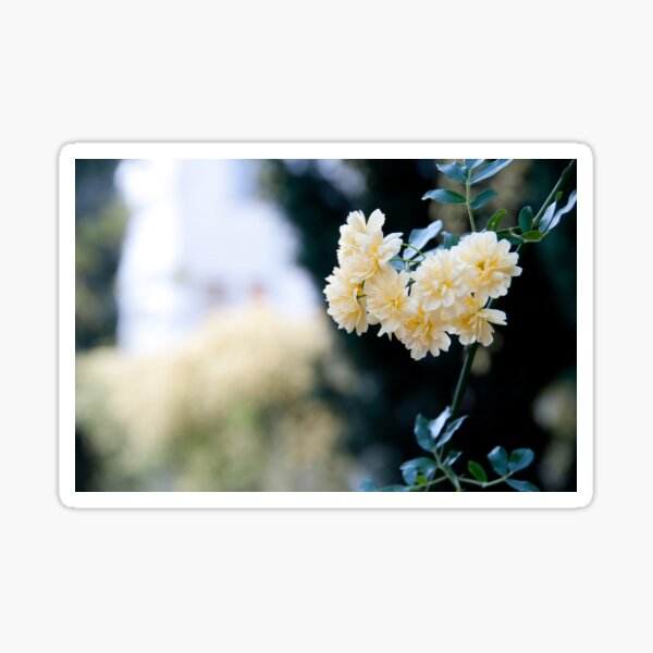 Rosa banksiae  bloom Sticker