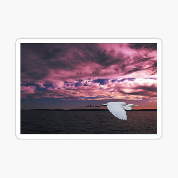 Great Egret at Sunset. Photo Art, Prints, Gifts. Sticker