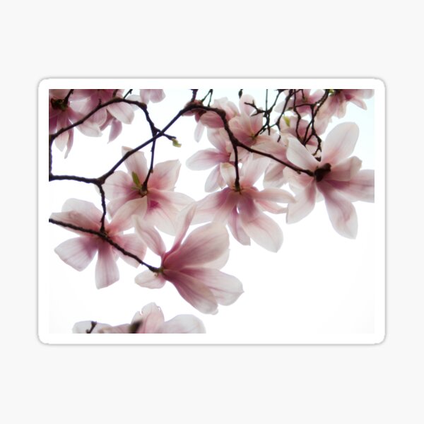 Spring (up) Sticker
