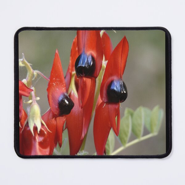 Item preview, Sturt's Desert Pea designed and sold by quentinjlang.