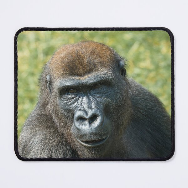 Item preview, Close -Up Gorilla Encounter designed and sold by rawshutterbug.