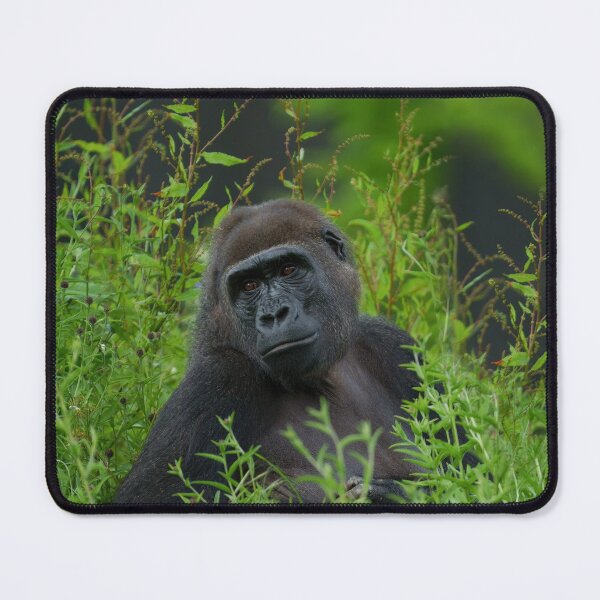 Item preview, gorilla in the grass designed and sold by rawshutterbug.