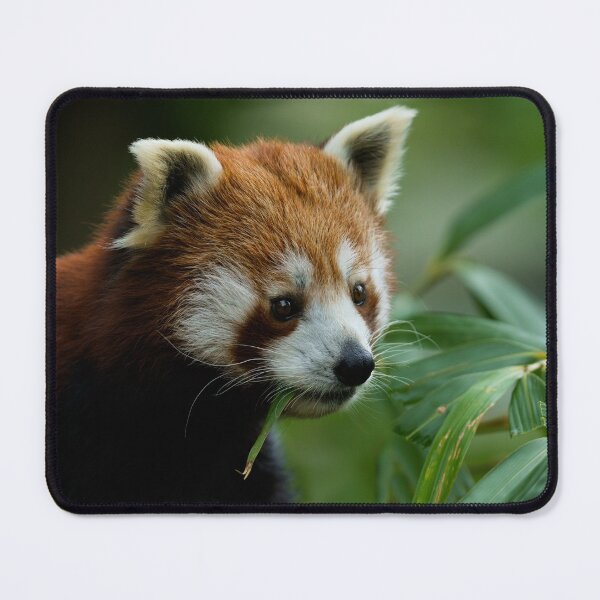 Item preview, Red Panda designed and sold by rawshutterbug.