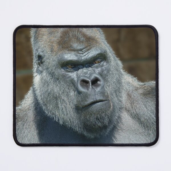 Item preview, Silverback Gorilla Portrait designed and sold by rawshutterbug.