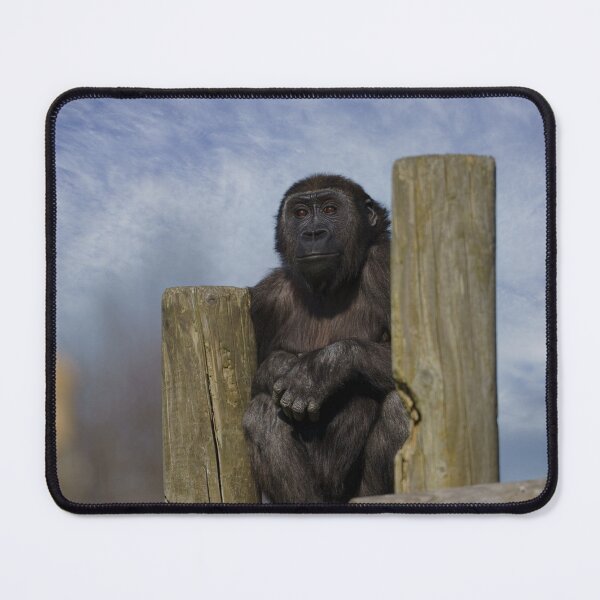 Item preview, gorilla youngster lookout  designed and sold by rawshutterbug.