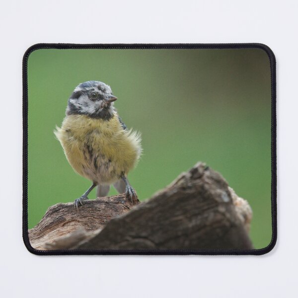 Item preview, Scruffy Juvenile Blue Tit designed and sold by rawshutterbug.