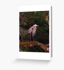 Great Blue Heron Greeting Card