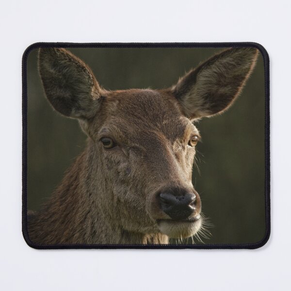 Item preview, Portrait Of A Wild Red Deer designed and sold by rawshutterbug.