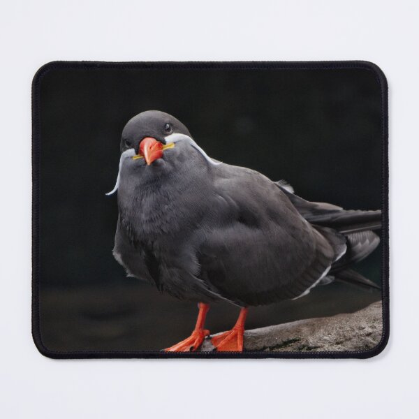 Item preview, Inca Tern Sea Bird designed and sold by rawshutterbug.