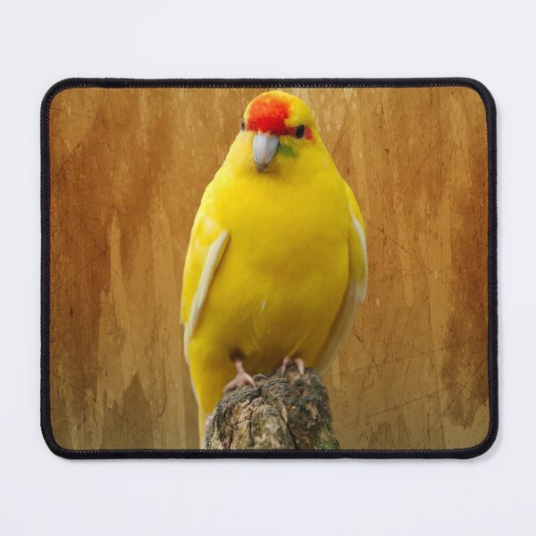 Item preview, Kakariki The Little Parrot designed and sold by rawshutterbug.