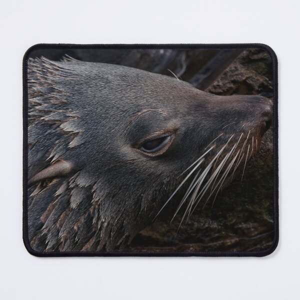 Item preview, Close-Up Fur Seal designed and sold by rawshutterbug.