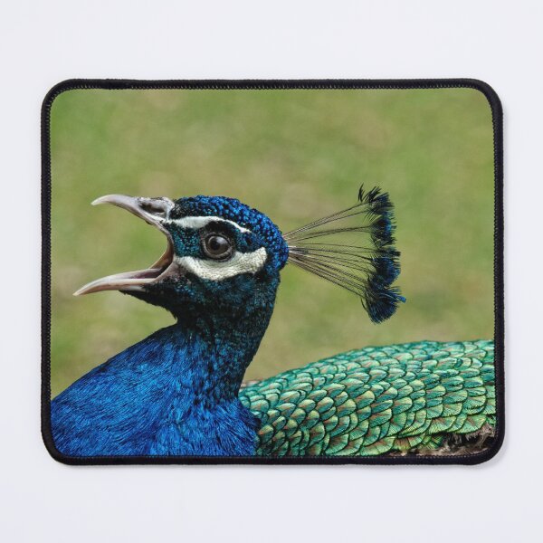 Item preview, Peacock Mating Call designed and sold by rawshutterbug.