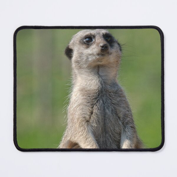 Item preview, Posing Meerkat designed and sold by rawshutterbug.