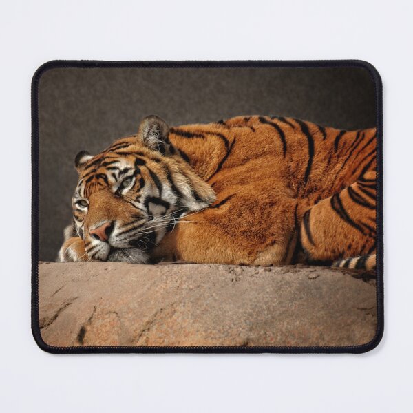 Item preview, Resting Sumatran Tiger designed and sold by rawshutterbug.