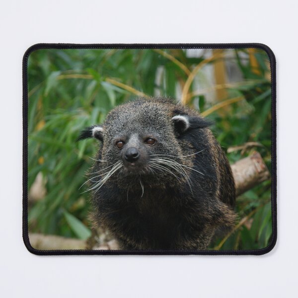 Item preview, Binturong designed and sold by rawshutterbug.