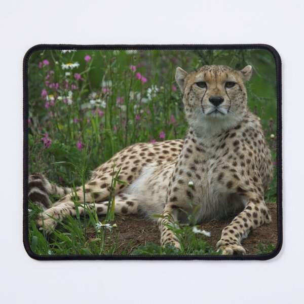 Item preview, Cheetah Amidst Spring Flowers designed and sold by rawshutterbug.