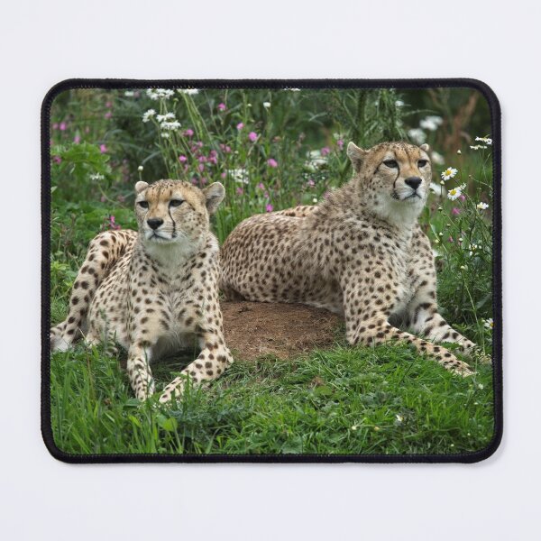 Item preview, Resting Cheetahs designed and sold by rawshutterbug.