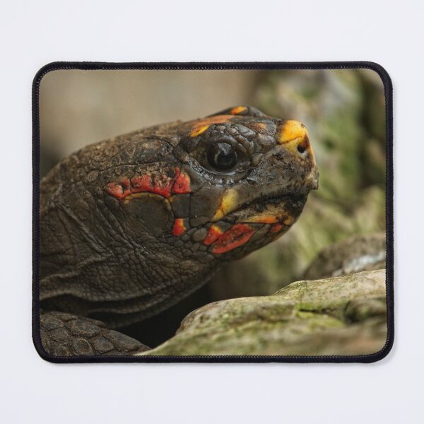 Item preview, Red-Footed Tortoise designed and sold by rawshutterbug.