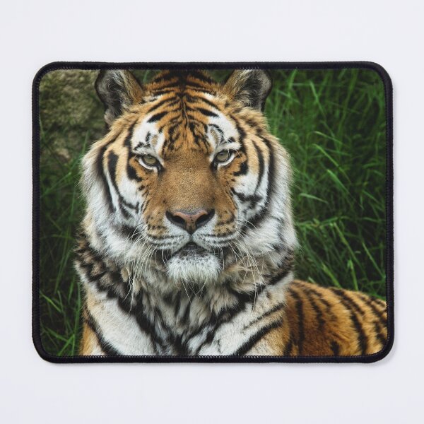 Item preview, Majestic Fixed Tiger Stare designed and sold by rawshutterbug.