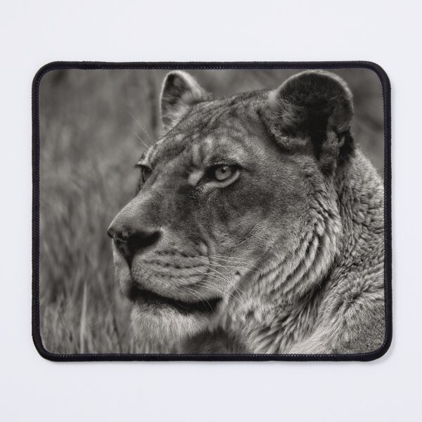 Item preview, Lioness Portrait designed and sold by rawshutterbug.