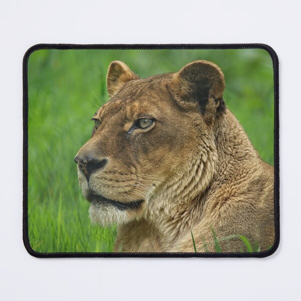 Item preview, Lioness Portrait designed and sold by rawshutterbug.