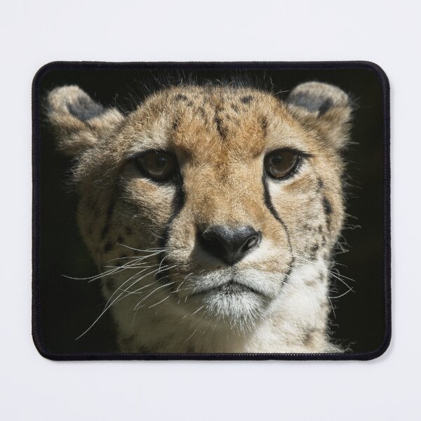 Item preview, Cheetah Portrait designed and sold by rawshutterbug.