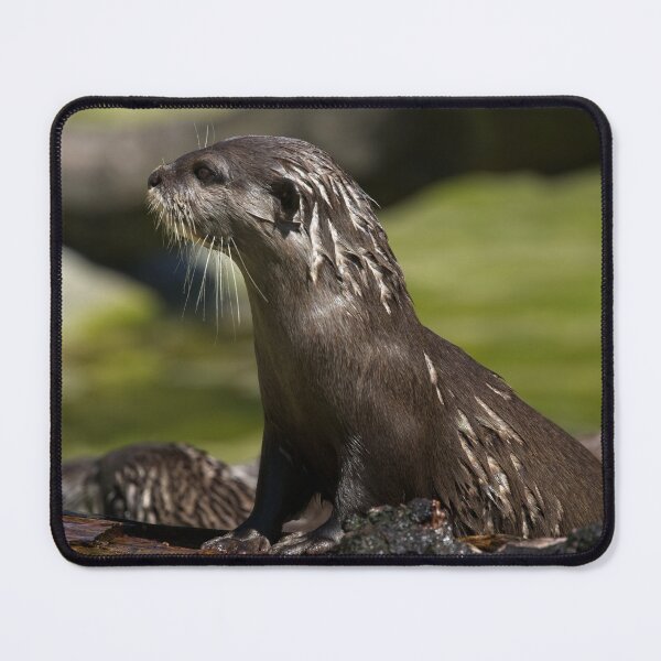 Item preview, Otter Emerging From The Water designed and sold by rawshutterbug.