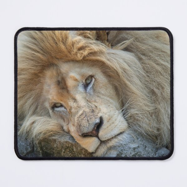 Item preview, Resting White Lion designed and sold by rawshutterbug.