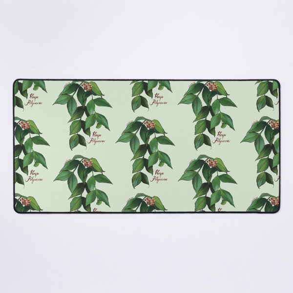 Item preview, Hoya polyneura  in bloom designed and sold by Wieskunde.