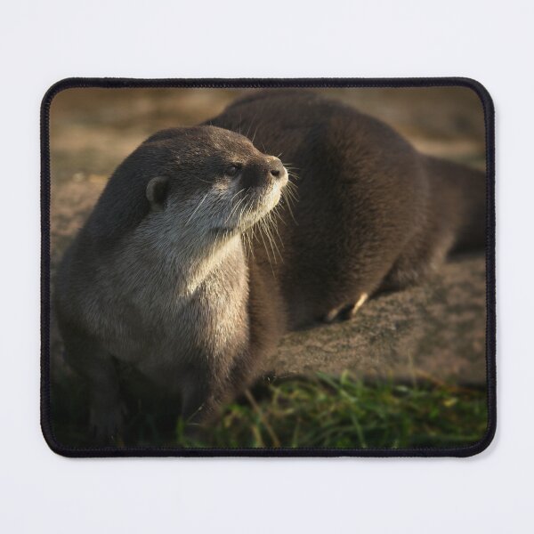 Item preview, Otter Looking Into The Sunshine designed and sold by rawshutterbug.