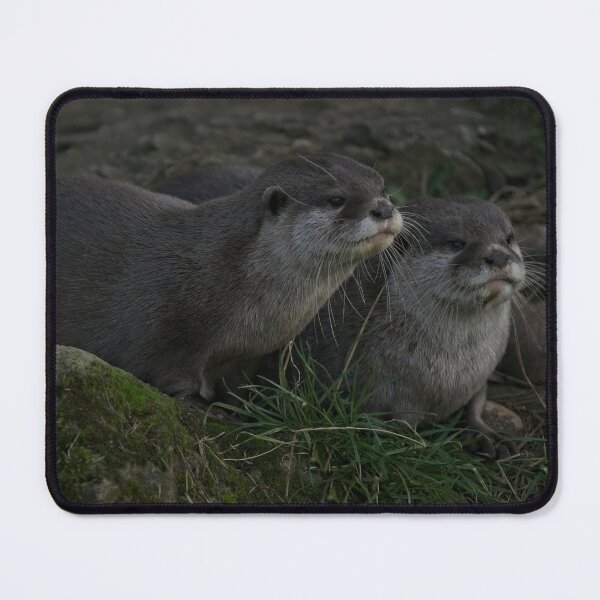 Item preview, Otter Pair designed and sold by rawshutterbug.