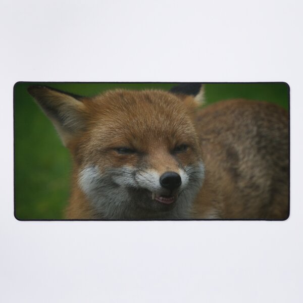 Item preview, Wild Red Fox Showing Its Teeth designed and sold by rawshutterbug.