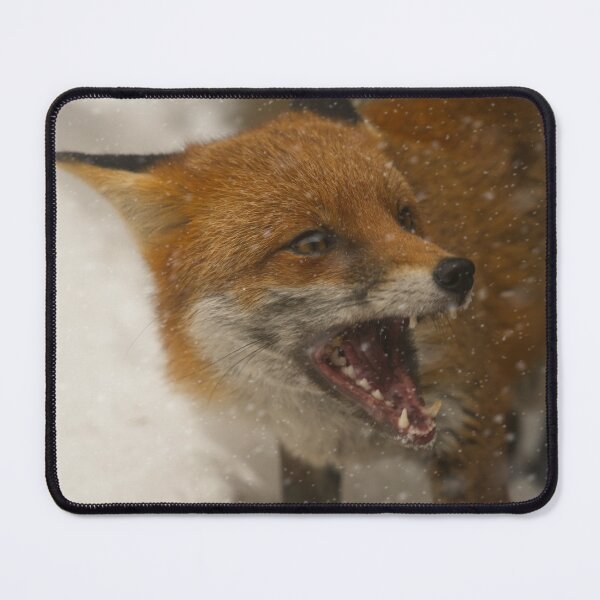 Item preview, Wild Red Fox In The Snow designed and sold by rawshutterbug.