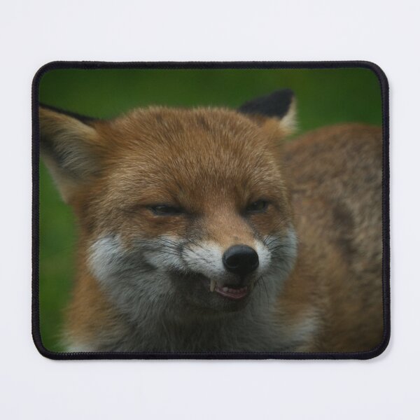 Item preview, Wild Red Fox Showing Its Teeth designed and sold by rawshutterbug.