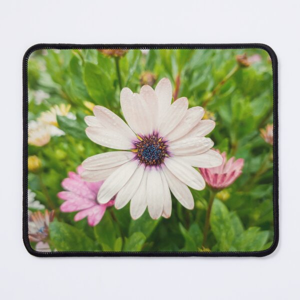 Item preview, white asters designed and sold by psychoshadow.