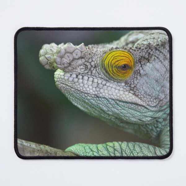 Item preview, Parson's Chameleon designed and sold by rawshutterbug.