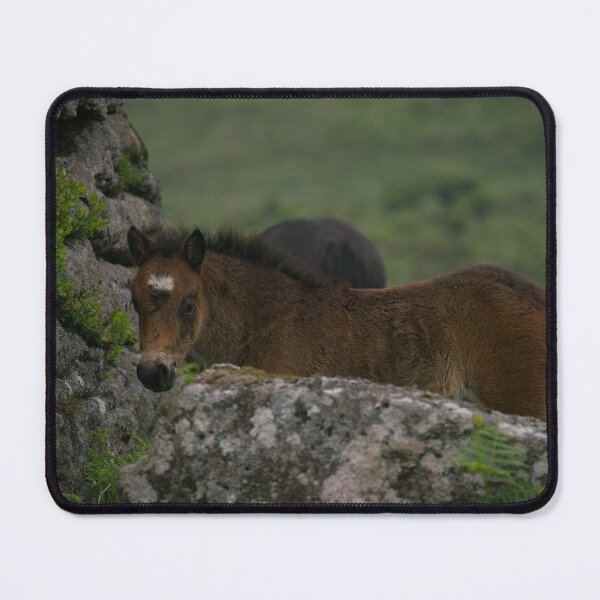Item preview, Dartmoor Foal designed and sold by rawshutterbug.