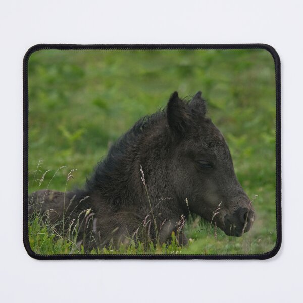 Item preview, Sleepy Dartmoor Foal designed and sold by rawshutterbug.