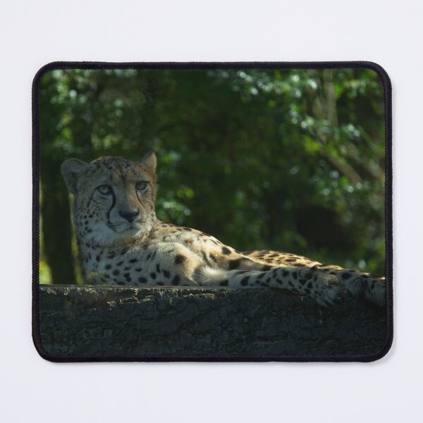 Item preview, Resting Cheetah designed and sold by rawshutterbug.