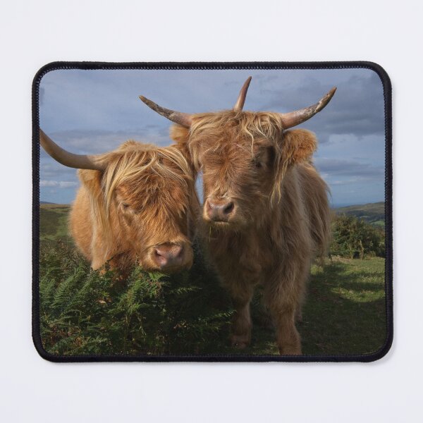 Item preview, Highland Cows designed and sold by rawshutterbug.