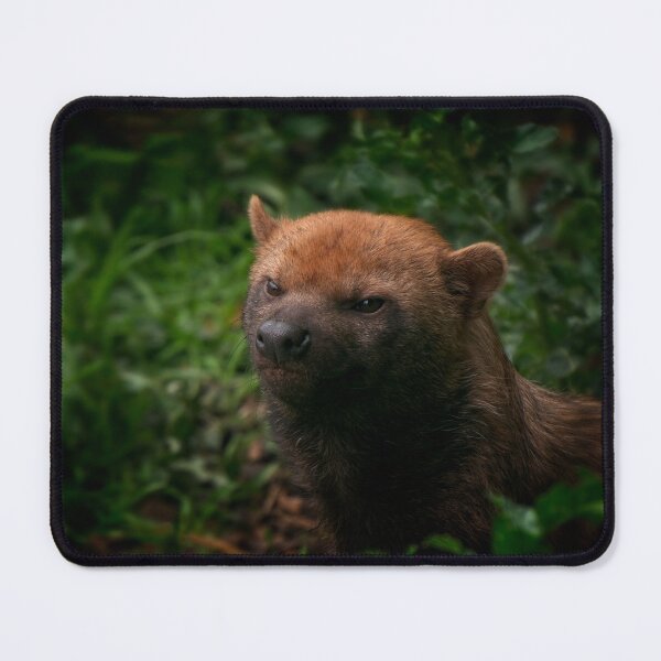 Item preview, Bush Dog designed and sold by rawshutterbug.