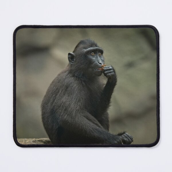Item preview, Sulawesi Crested Macaque Youngster designed and sold by rawshutterbug.