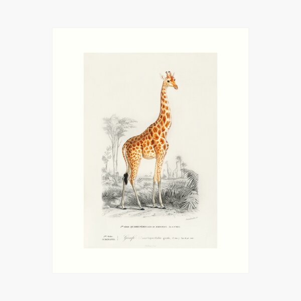 Giraffe Illustration with Trees and Foliage, Antique Animal Drawing Art Print