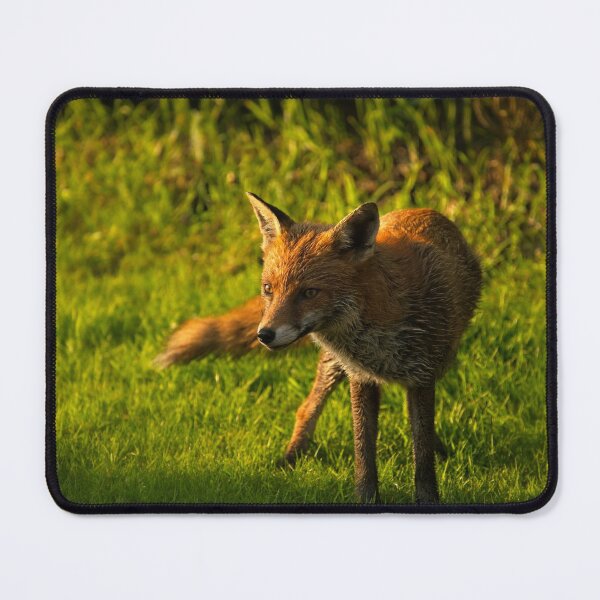 Item preview, A Wet Wild Red Fox designed and sold by rawshutterbug.