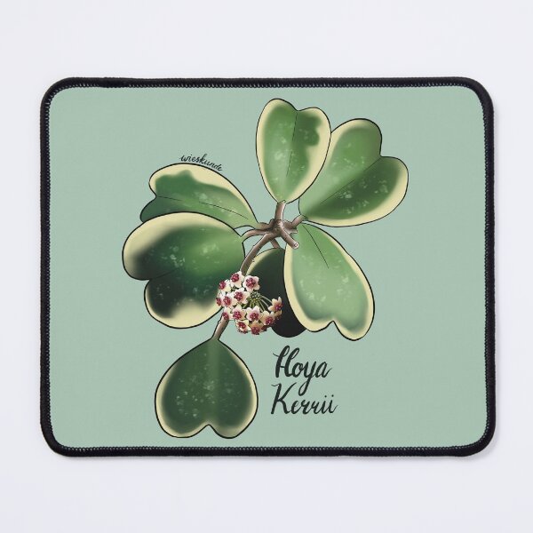 Aperçu de l'œuvre Hoya kerrii albomarginata en fleur créée et vendue par Wieskunde.
