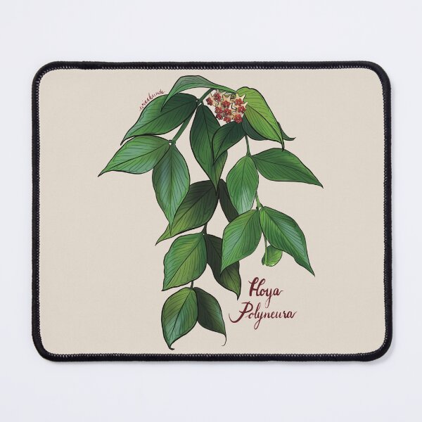 Artikelvorschau, Hoya polyneura in Blüte entworfen und verkauft von Wieskunde.
