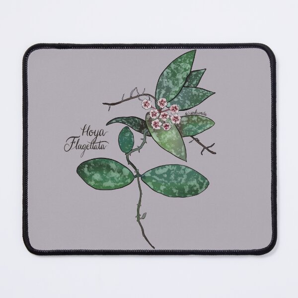 Item preview, Hoya flagellata in bloom designed and sold by Wieskunde.