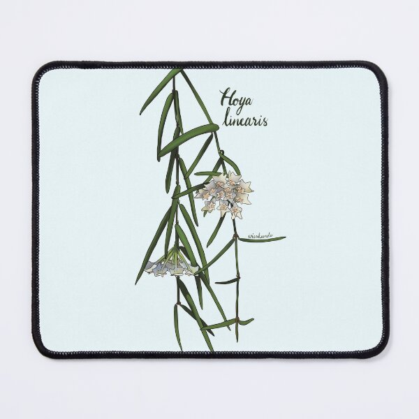 Item preview, Beautiful Hoya linearis in full bloom designed and sold by Wieskunde.
