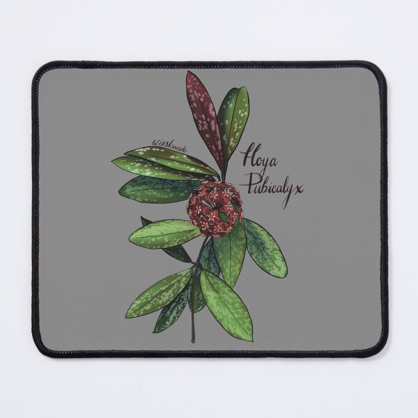 Item preview, Hoya pubicalyx in bloom designed and sold by Wieskunde.